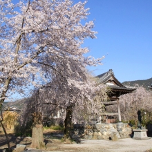 道光寺の岩田桜・桜開花情報