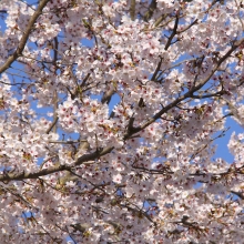 道光寺の岩田桜・桜開花情報