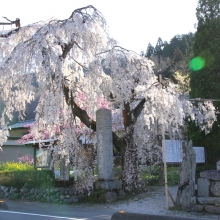 法善寺のしだれ桜・桜開花情報