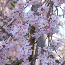 法善寺のしだれ桜・桜開花情報