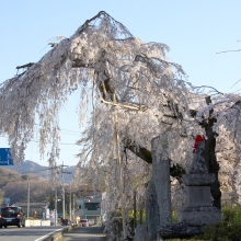 法善寺のしだれ桜・桜開花情報