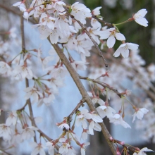 法善寺のしだれ桜・桜開花情報