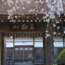 法善寺のしだれ桜・桜開花情報