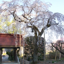 法善寺のしだれ桜・桜開花情報