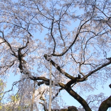 法善寺のしだれ桜・桜開花情報