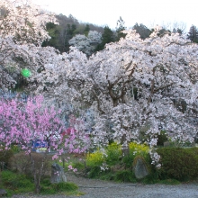 法善寺のしだれ桜・桜開花情報