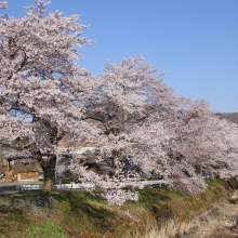 井戸の桜並木・桜開花情報（長瀞町井戸）