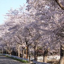 井戸の桜並木・桜開花情報（長瀞町井戸）