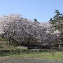 野土山・桜開花情報