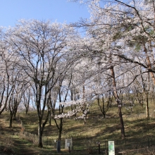 野土山・桜開花情報