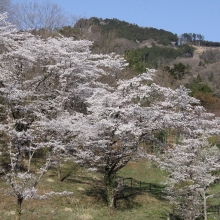 野土山・桜開花情報