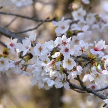 野土山・桜開花情報