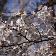 野土山・桜開花情報