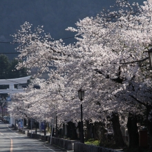 宝登山参道・桜開花情報（長瀞町）