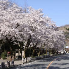 宝登山参道・桜開花情報（長瀞町）