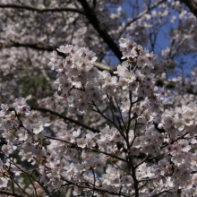 宝登山参道・桜開花情報（長瀞町）