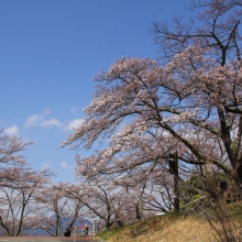 美の山公園・桜開花情報