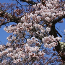 美の山公園・桜開花情報