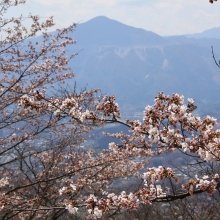 美の山公園・桜開花情報