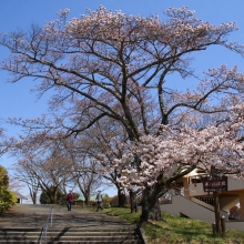 美の山公園・桜開花情報