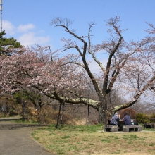 美の山公園・桜開花情報