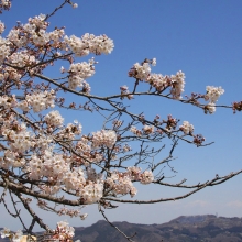 美の山公園・桜開花情報