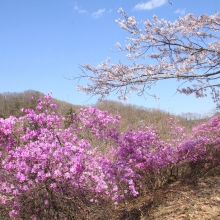 瑞岩寺・岩ツツジ