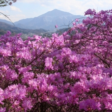 瑞岩寺・岩ツツジ