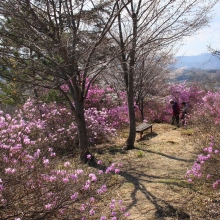 瑞岩寺・岩ツツジ