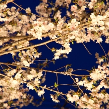 通り抜けの桜ライトアップ・桜開花情報