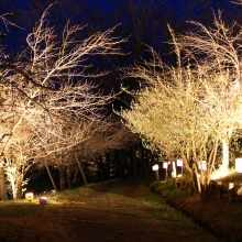 通り抜けの桜ライトアップ・桜開花情報