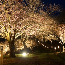 通り抜けの桜ライトアップ・桜開花情報