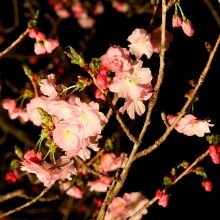 通り抜けの桜ライトアップ・桜開花情報