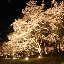 通り抜けの桜ライトアップ・桜開花情報