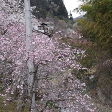 長留のしだれ桜