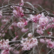 長留のしだれ桜