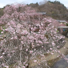 長留のしだれ桜