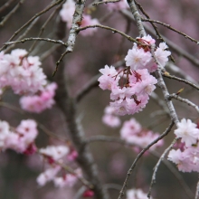 長留のしだれ桜