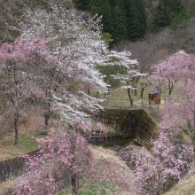 長留のしだれ桜