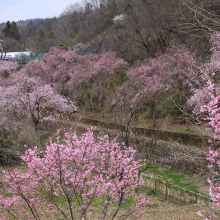 長留のしだれ桜