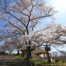 美の山公園・桜開花情報