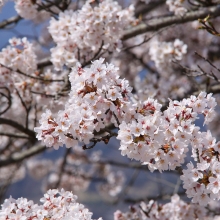 美の山公園・桜開花情報