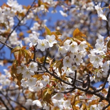 美の山公園・桜開花情報