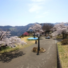 美の山公園・桜開花情報