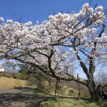 美の山公園・桜開花情報