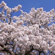 美の山公園・桜開花情報