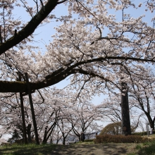 美の山公園・桜開花情報