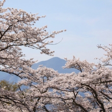 美の山公園・桜開花情報