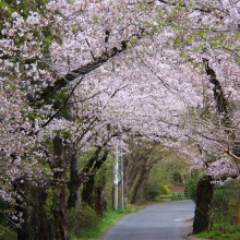 南桜通り・桜開花情報