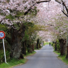 南桜通り・桜開花情報